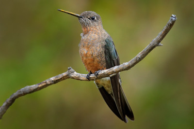 Hummingbird, Giant hummingbird, Patagona gigas